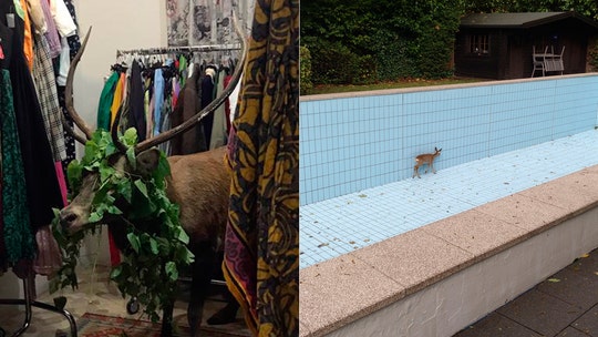 Two deer rescued after they get stuck in Italian clothing shop, swimming pool in Germany