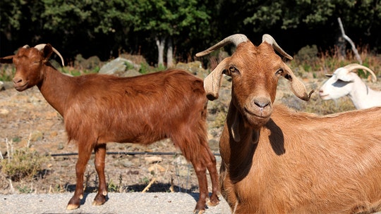 Goats chew up Greek island into disaster