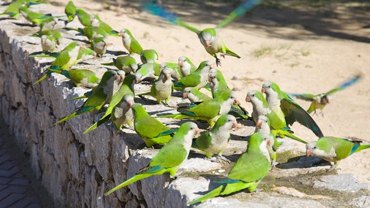 Madrid to cull nearly 12,000 invasive parakeets over threats to environment, public safety