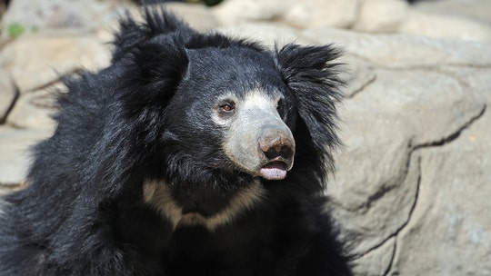 Indian man arrested after eating sloth bear genitalia to boost sex drive: police