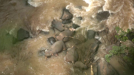 Six elephants fall to their death trying to save each other at Thai waterfall