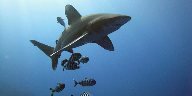 The oceanic whitetip as been described as Jacques Cousteau as "the most dangerous of sharks."