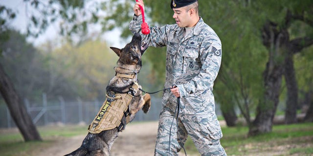 Military working dogs are trained with the 341st Training Squadron at the Lackland Air Force Base (AFB) in San Antonio, Texas