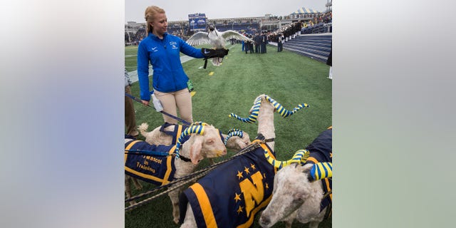 Aurora and an Air Force Academy cadet with the U.S. Naval Academy's goat mascots before the Air Force-Navy football game in 2015. (U.S. Air Force photo/Jim Varhegyi)
