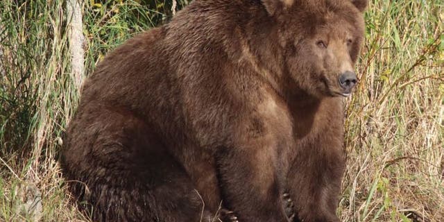 The particularly large bear, 409 Beadnose won last year's contest but is not taking part this year.