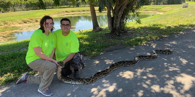 Cynthia Downer and Jonathan Lopez brought in a 98-pound, 10-ounce python from the Big Cypress National Preserve. (Florida Fish and Wildlife Conservation Commission)