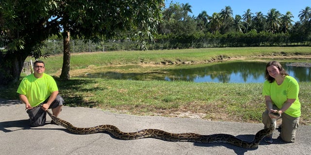 The Florida Fish and Wildlife Conservation Commission's Python Action Team caught its largest snake last month. (Florida Fish and Wildlife Conservation Commission)