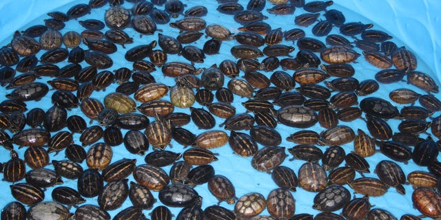 Over 4,000 turtles were taken illegally and sold over a 6-month period