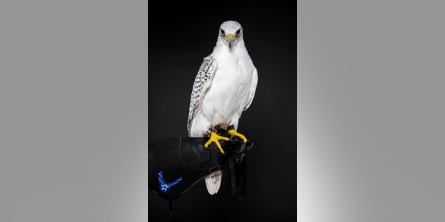 Aurora, the Academy’s official and oldest mascot, was a White Phase Gyrfalcon, an extremely rare species in the wild. (U.S. Air Force photo/Joshua Armstrong)