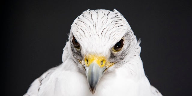 Aurora weighed in at about three and a half pounds. She didn't perform at football games but did occasionally fly for exercise at the Academy’s athletic fields. (U.S. Air Force photo/Joshua Armstrong)
