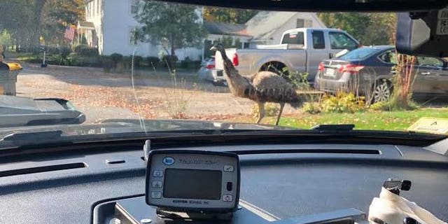 An emu got loose from his pen in Franklin, Mass. on Monday.