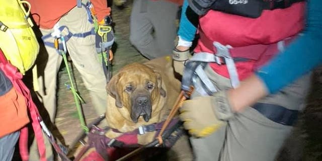 Floyd, a 3-year-old Mastiff, was carried down a hiking trail in Utah on Sunday after becoming injured, rescuers said.