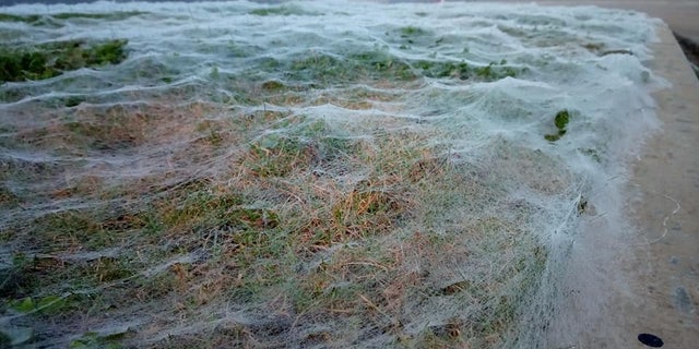 The 54-year-old truck driver spotted the webs on Tuesday morning. (Credit: SWNS)