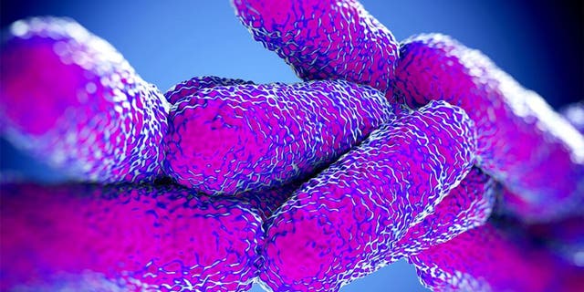 Legionella Pneumophila Bacteria, which most commonly causes Legionnaires' disease.