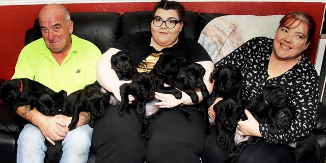 Her owners had no idea the brood would reach double figures, just two shy of what is thought to be the record set by a black Labrador which gave birth to 15 puppies in 2014.