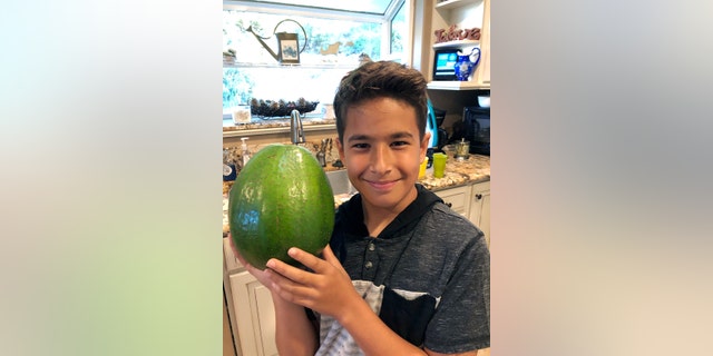 The Pokini family from the island of Maui received the Guinness certificate this week for the avocado weighing 5.6 pounds.