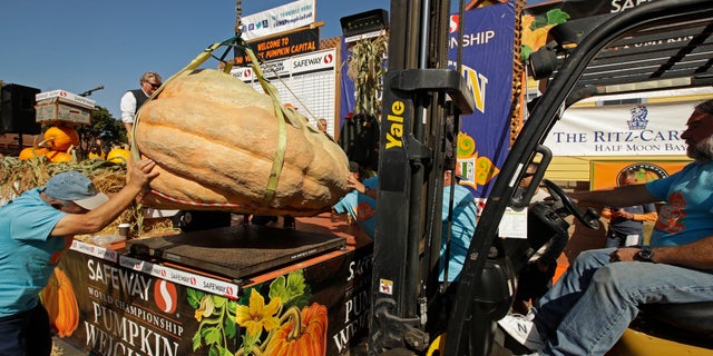 A massive pumpkin grown by Leonardo Urena of Napa, Calif., is lowered on a scale with a forklift on Monday, Oct. 14, 2019, in Half Moon Bay, Calif.