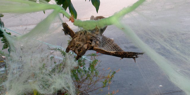 This photo by Marin Humane shows an owl who had gotten caught up in some decorative Halloween cobwebs outside of a residence in Mill Valley, Calif. (D. Stapp/Marin Humane via AP)