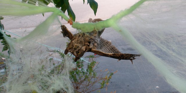 This photo by Marin Humane shows an owl who had gotten caught up in some decorative Halloween cobwebs outside of a residence in Mill Valley, Calif. (D. Stapp/Marin Humane via AP)