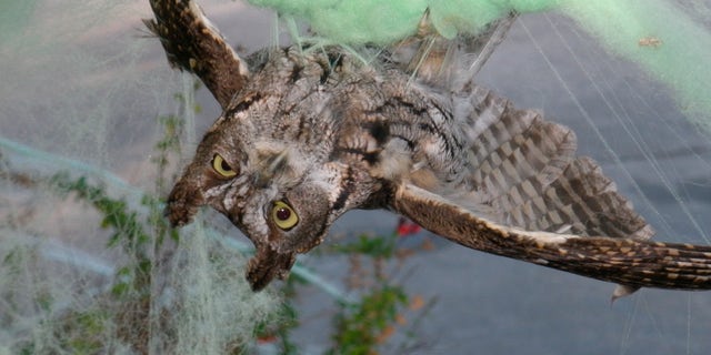 With more people conjuring spooky outdoor scenes for the holiday, wildlife organizations have seen an increase in animal visits to local rehabilitation centers for injuries related to the décor. (D. Stapp/Marin Humane via AP)