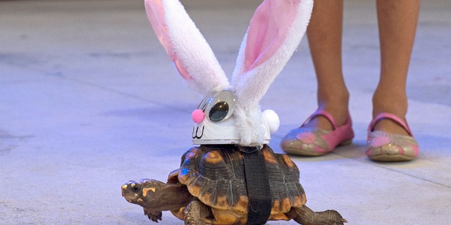 Donna the tortoise crawls on the Fantasy Fest Pet Masquerade stage in Key West, Fla., costumed as characters from the classic fable