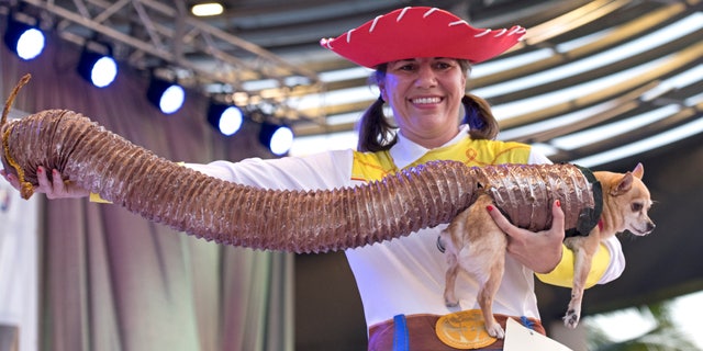 Elizabeth Epperly shows off her chihuahua Bibi, costumed as Slinky Dog from the animated film "Toy Story." The pet costume contest event was one of many activities during Key West's 10-day costuming and masking festival. (Rob O'Neal/Florida Keys News Bureau via AP)