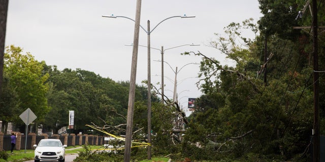 A tree falls on Metairie Road and takes out power lines in New Orleans on Saturday after Tropical Storm Olga went through the area. (Sophia Germer/The Advocate via AP)