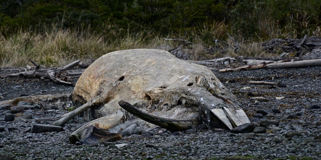Skeleton of a young Sei whale ( Balaenoptera borealis ) ( Kike Calvo via AP Images )