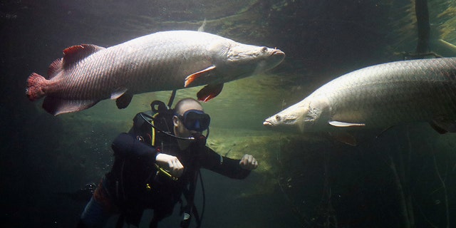 Diver Alex Reeson checks on the Arapaima or Pirarucu fishes in the tropical section of Europe's biggest freshwater aquarium Aquatis. (REUTERS/Denis Balibouse)