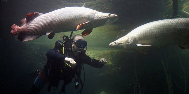 Diver Alex Reeson checks on the Arapaima or Pirarucu fishes in the tropical section of Europe's biggest freshwater aquarium Aquatis. (REUTERS/Denis Balibouse)