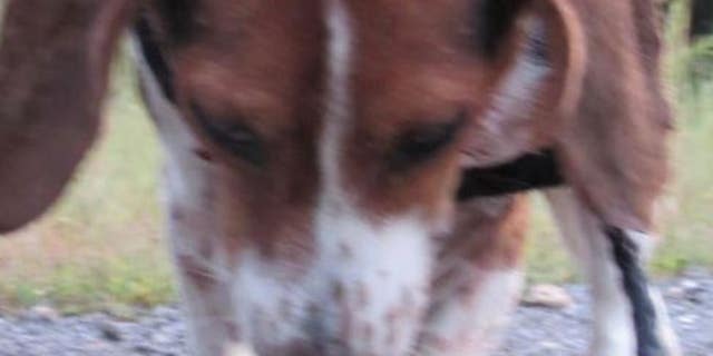 Authorities in Missouri say the animal had 75 percent of its skin removed and was still alive when they arrived.