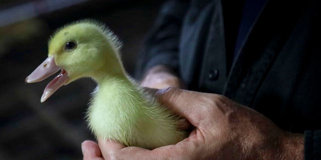 Many other countries across the world, mainly in Europe, have already banned the production of foie gras, the Humane Society reported, though not necessarily the importation or sale. France and Spain are among notable exceptions.