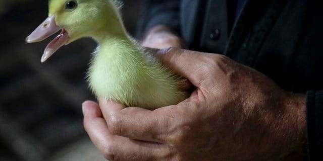 Many other countries across the world, mainly in Europe, have already banned the production of foie gras, the Humane Society reported, though not necessarily the importation or sale. France and Spain are among notable exceptions.