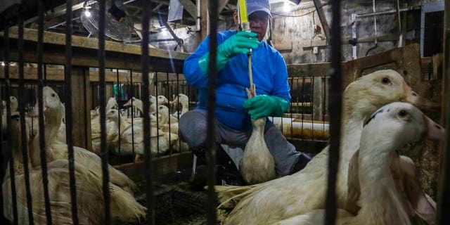 An employee at the Hudson Valley Foie Gras duck farm in Ferndale, N.Y., is seen placing a tube into the duck's mouth in this photo from July 2019.