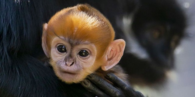 A very rare Francois' Langur monkey was born in Australia recently. (Targonga Conservation Society Australia)
