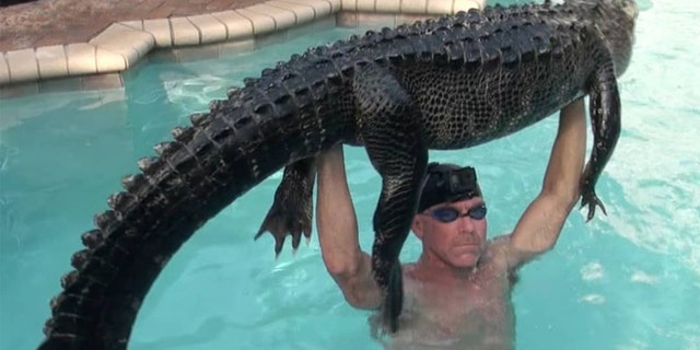 Paul Bedard said the rescued alligator was about 9 feet long and weighed between 180 and 200 pounds.