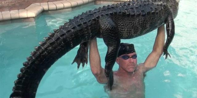 Paul Bedard said the rescued alligator was about 9 feet long and weighed between 180 and 200 pounds.