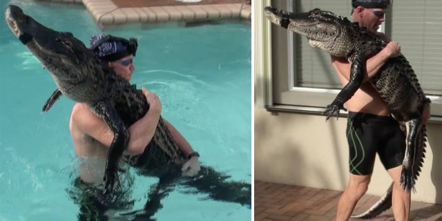 Bedard said he had not rescued an alligator of this size from a pool in more than a year.