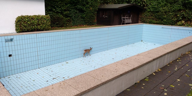 In this Monday Sept. 30, 2019 photo a deer stuck in an empty swimming pool in the village Esborn near the town Wetter an der Ruhr, Germany.