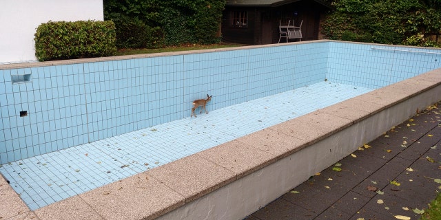 In this Monday Sept. 30, 2019 photo a deer stuck in an empty swimming pool in the village Esborn near the town Wetter an der Ruhr, Germany.