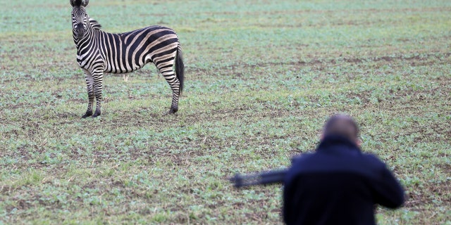 A runaway zikus zebra stands on a field while a man with a stun gun tries to approach the animal in Thelkow, eastern Germany, Wednesday, Oct.2, 2019.