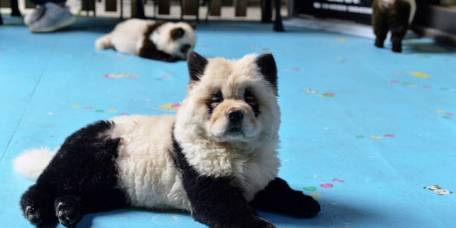 Dyeing the coats of animals has become a popular market in China since the early 2010s.