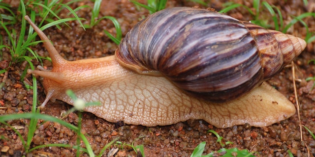 A Giant African Snail.