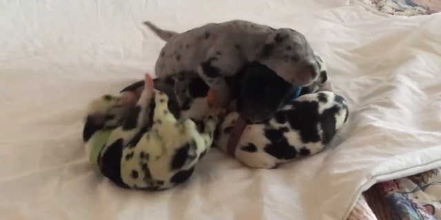 A chemical found in bile, called biliverdin, could be responsible for dying the pup’s fur green, according to reports.
