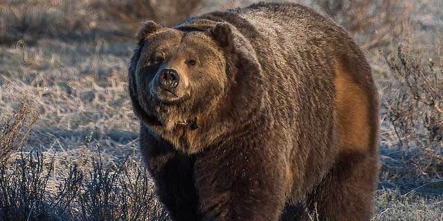 Montana Fish, Wildlife &amp; Parks say the incident is being investigated, as are two other instances of grizzly mortalities in the West Yellowstone area.