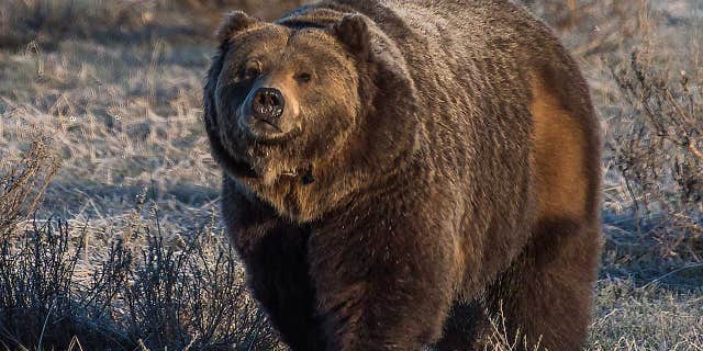 A Montana backcountry guide has died after he was mauled by a large grizzly bear that was probably defending a nearby moose carcass just outside Yellowstone National Park, officials said Monday. (iStock)