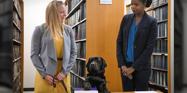 Hatty the labrador was sworn in on Tuesday. (State’s Attorney Kim Foxx)