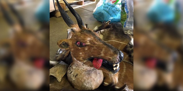 One of two unfinished animal heads and three other animal pelts that were discovered by Customs and Border Protection (CBP) at Washington Dulles International Airport in Virginia in August. (CBP)