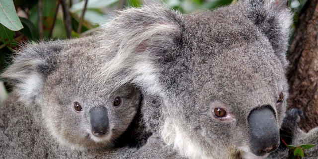 Conservationists fear hundreds of koalas have perished in wildfires that have razed prime habitat on Australia's east coast.