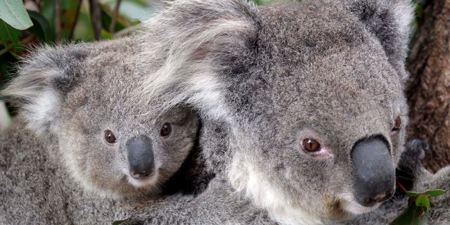 Conservationists fear hundreds of koalas have perished in wildfires that have razed prime habitat on Australia's east coast.